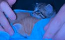 夜中に突然、『子猫を連れてきた息子』→家族の反応が…温かい気持ちに…