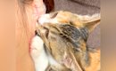 子猫に毎日『耳を吸われ続けて』6か月が経った結果…まさかの光景が509…