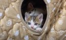 こたつの中でダラダラする6匹の子猫→ママ猫が呼ぶと…可愛すぎて"…