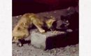 暗闇でゴミをあさっていた『ガリガリの2匹の子猫』を保護したら…家で…