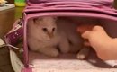 学校の準備をしたい女の子→『ランドセルの中にいる猫』を出そうとした…
