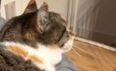 『当たり前のように乗ってくるけど…』大きくなっても『甘え方が変わら…