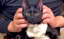 『さわれない』と返されてしまった２匹の猫→服のほつれをハサミで切ろ…