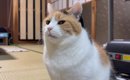 ひとり遊びの最中に『テレビが気になった三毛猫』→映っていたのは…可…