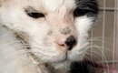 ボロボロだった野良猫を保護して１年…同じ猫とは思えない『現在の光景…