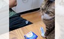 『次男にだけ厳しすぎる猫』アイスを食べようとしたら…あまりにも理不…