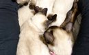 股の間で『ママ猫』がくつろいでいると、『子猫たち』が集まってきて……