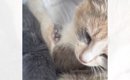 山に置き去りにされていた『必死に我が子を守る母猫』→連れて帰ろうと…