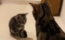 子猫と初めて対面した先輩猫→おててを振り上げ、パンチするかと思いき…
