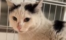 約１年半も外で暮らしていた『真っ黒に汚れた元野良猫』→初めてのお風…