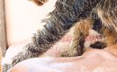 苦手なお風呂に入れられたネコ→顔を見たら…想像以上に『ブチギレてい…