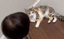 おしゃべり上手な『2歳の男の子』→大好きな『三毛猫』のもとに向かう…