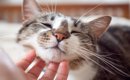 『優しい猫』が持っている特徴5選　生まれつきなの？温厚な性格になる…