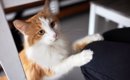 愛猫があなたの『膝に乗ってくる』ときはどんな気持ち？4つの心理　ど…