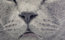 眠っているネコの『顔』を見たら…衝撃的すぎる光景に３万いいねの反響…