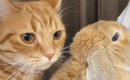 仲がいいうさぎの背後にいる猫が、次の瞬間…あまりにも尊すぎる『まさ…