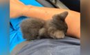 掃除用具入れの中で鳴いていた『小さな子猫』と出会った結果…『心温ま…