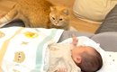 夜、添い寝の相手を探すネコ→赤ちゃんしか見つからなくて…次の瞬間見…
