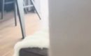 子猫が『やけに静かだなぁ』と思ったら…『ソファの上』を見ると→まさ…