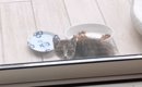 裏庭に現れた『ひとりぼっちの小さな子猫』を保護した結果…8か月間の…