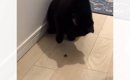 『カメムシに攻撃をしかけた猫』→もう1匹がニオイを嗅いでしまった結…