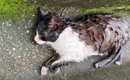 雨の降る中、『排水溝で行き倒れていた猫』を救出…保護から『9ヶ月後…