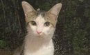 やせ細った姿で現れた野良猫を保護したら…驚くほど変化した『現在の様…