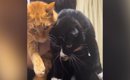 帰宅したお兄ちゃん→『2匹の猫』を抱っこすると……ほっこりする『ただ…