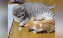 横になっていた先住猫→子猫が襲いかかってきた結果…想像を超える『可…