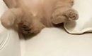 『預かった猫』が家に来て10日目→ソファの上を見ると…『まさかの光景…