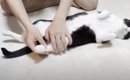 無防備すぎる姿でくつろいでいた猫→息子が『足』をそーっと伸ばしてみ…