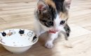 ご飯を食べ終えた『甘えん坊の保護子猫』→次の瞬間……尊すぎる『ルーテ…