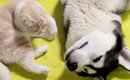 大型犬のそばにやってきた猫→隣に寝転がったと思ったら…とんでもなく…