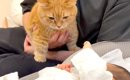 赤ちゃんを遠くから見守る２匹のネコ→泣き声を聞いた瞬間…『微笑まし…