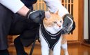 ママがお出かけ中、猫が『パパと散歩』に行くことになった結果…笑って…