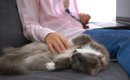 猫が『あなたの近くから離れない』ときの理由5つ　気持ちの見分け方や…