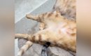 仲良く寝ていた３匹の猫→『真ん中の子』を見たら…笑わずにはいられな…
