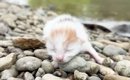 『川辺に捨てられていた子猫』を保護して半年…2匹の先住猫が見せた対…