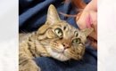 ママの腕にギュッとしがみつく猫→『好きなの？』と聞いてみたら…まさ…