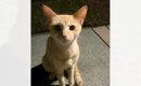 庭で七輪をしていたら、『ガリガリの野良猫』がやって来て…数日後→涙…