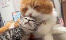 新入り子猫を毛づくろいしていた先輩猫…突然の『激しすぎる愛情表現』…