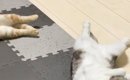 ヒーターをつけたら、『2匹の猫』が……幸せいっぱいな光景に癒される人…