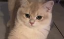 『ただいま』と言ったら、しっかりお返事してくれた猫→次の瞬間…あま…