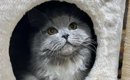 『怖くて泣いた』ハウスの中にいる猫をAIで擬人化したら…想定と違いす…