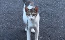小さくて痩せている野良猫との出会い→『お腹だけが大きい』ことに気付…