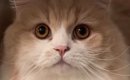 キャリーケースを置いて猫に『病院いくよ、入って』と伝えたら…驚きの…