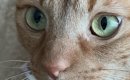 猫と一緒に暮らし始めて４年→ほっぺに『可愛すぎる模様』があることに…