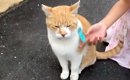 『うちにおいで、こたつあるから』と野良猫に声をかけた結果→５年後に…