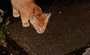 濡れた地面を必死に舐めていた、『ひとりぼっちの子猫』と出会った結…