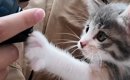 お兄ちゃんのことが大好きで、そばから離れない保護子猫…可愛すぎる『…